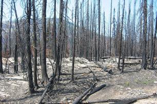 Charred forest following a fire in the North Cascades, Washington. Ground vegetation is just beginning to return.