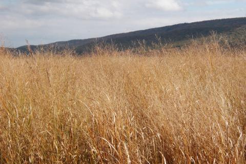 A switchgrass field near the Russell E. Larson Agricultural Research Center at Rock Springs