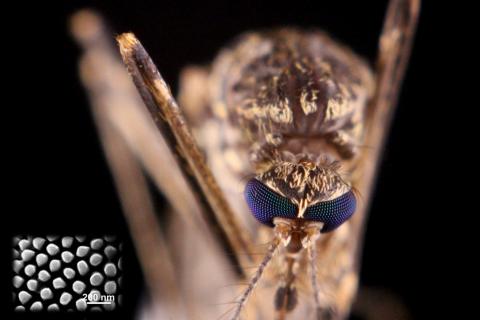 A closeup view of a mosquito's eyes 