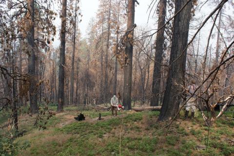 Researchers measure post-fire carbon emissions in Yosemite National Park.