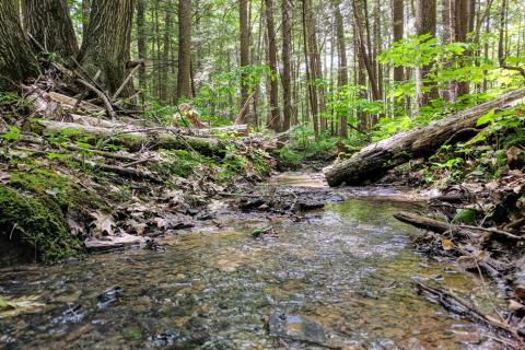 Current carbon cycle models may underestimate the amount of carbon dioxide released from the forest soil during rainy seasons 