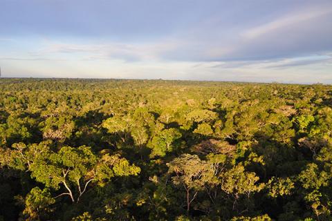 Overview of the Brazilian rainforest 