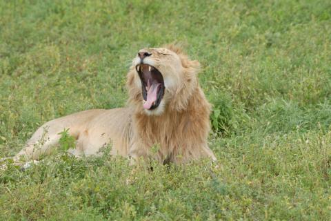 A lion relaxes in the Serengeti National Park, Tanzania