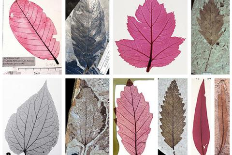 Selected pairs of modern and fossil leaves from a new, large dataset created by a Penn State-led team of scientists