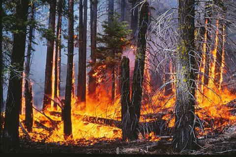 Controlled burn in mixed conifer forest