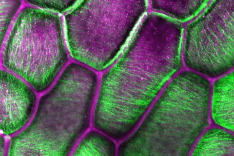 Researchers revealed the crystal orientation of cellulose fibers, pictured here in green in the cells of an onion skin peel.