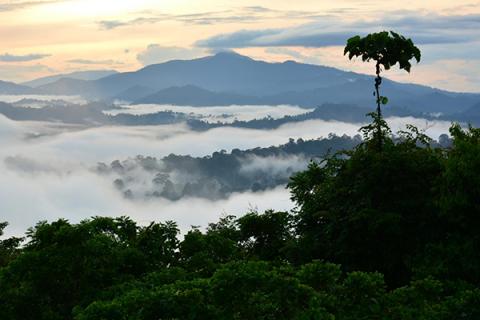 Borneo's endangered rainforests are biodiversity hotspots