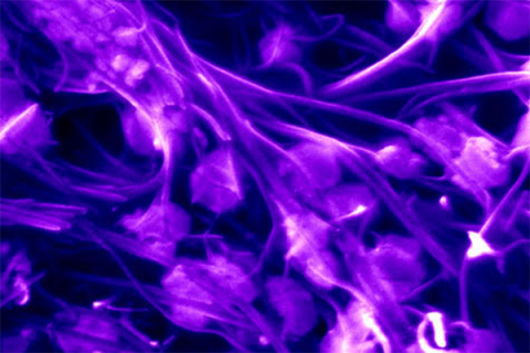 Scanning electron microscopy image showing carbon nanotubes (purple) effectively trapping Influenza viruses