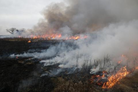 A controlled burn helps promote native species in a brackish marsh on the Delmarva Peninsula east of Chesapeake Bay.
