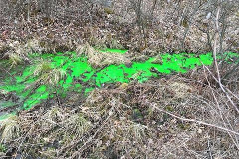 Water running into Black Moshannon Creek turned bright green during a mock spill event. 