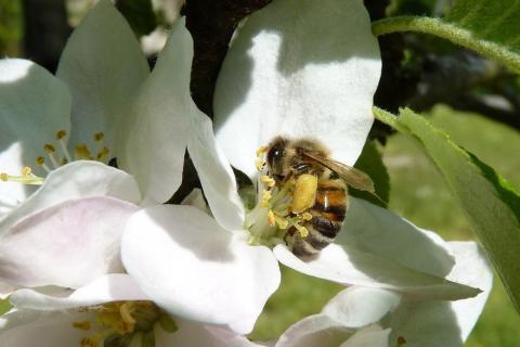 Honey bees have a "goldilocks" range of summer weather conditions that raises their probability of winter survival