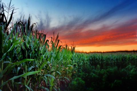Sunset over a northern Illinois cornfield
