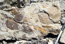Leaf fossils in rocks from the early Paleocene from the Mexican Hat site in Montana