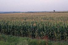 Late-season Iowa corn field.
