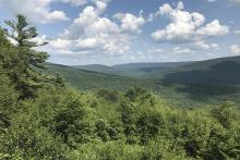 A forest in a portion of the Appalachian Ridge and Valley Region