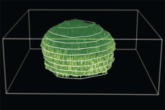 Three-dimensional reconstruction of a biofilm grown under a 0.5% agarose gel.