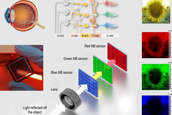Penn State scientists created a new device that mimics human eyes to produce images 