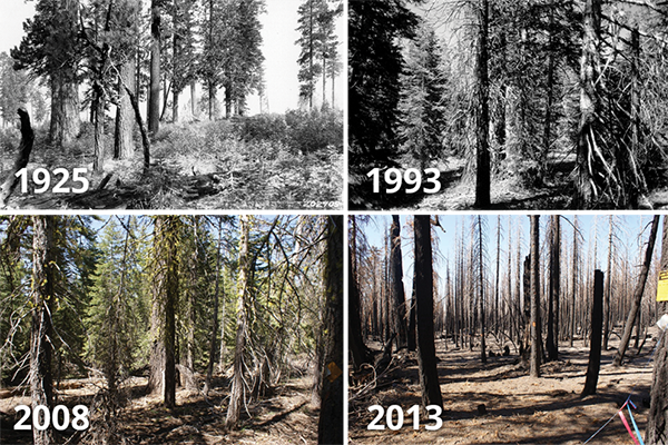 Repeat photographs of the same location within Lassen Volcanic National Park showing increases in tree density 