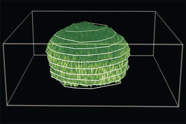 Three-dimensional reconstruction of a biofilm grown under a 0.5% agarose gel.