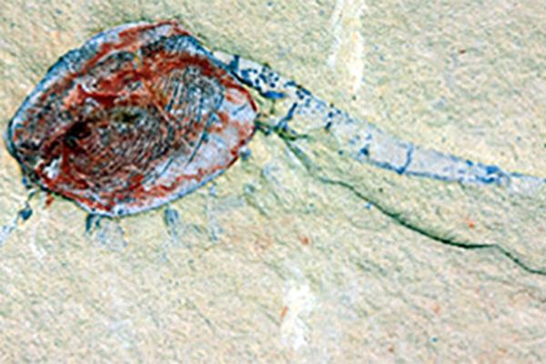 Chuandianella ovata, an extinct shrimp-like crustacean