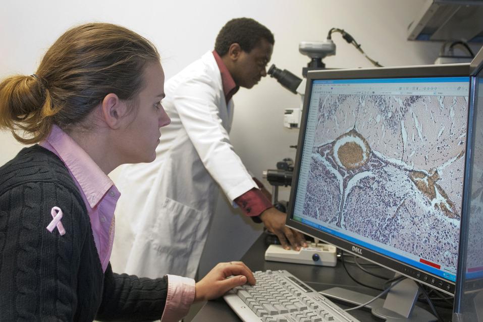 Center for Neural Engineering researchers examine brain samples from cerebral malaria on a computational microscopy screen
