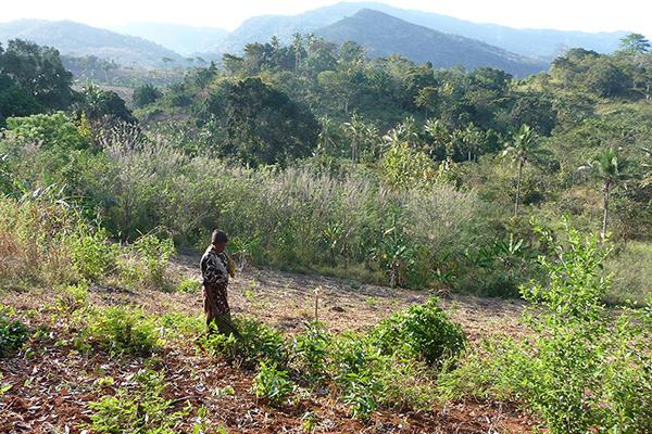 A woman collects crops from a plot of land that has been converted from forest to farmland