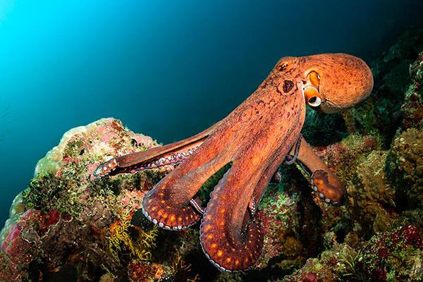 A Penn State-led collaboration developed an artificial skin made of rubber that mimics characteristics found in octopuses