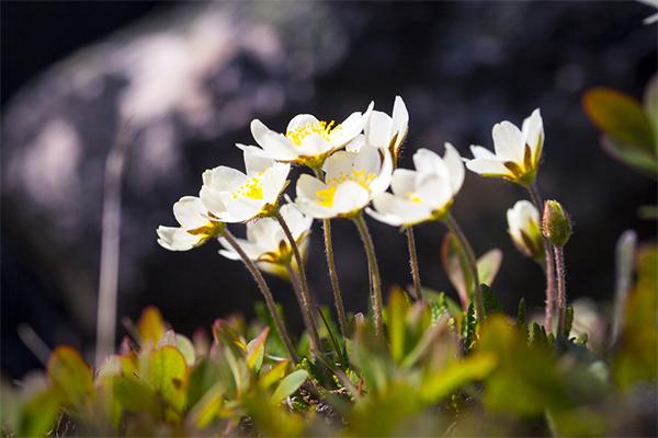 Close up of flowers in the tundra.