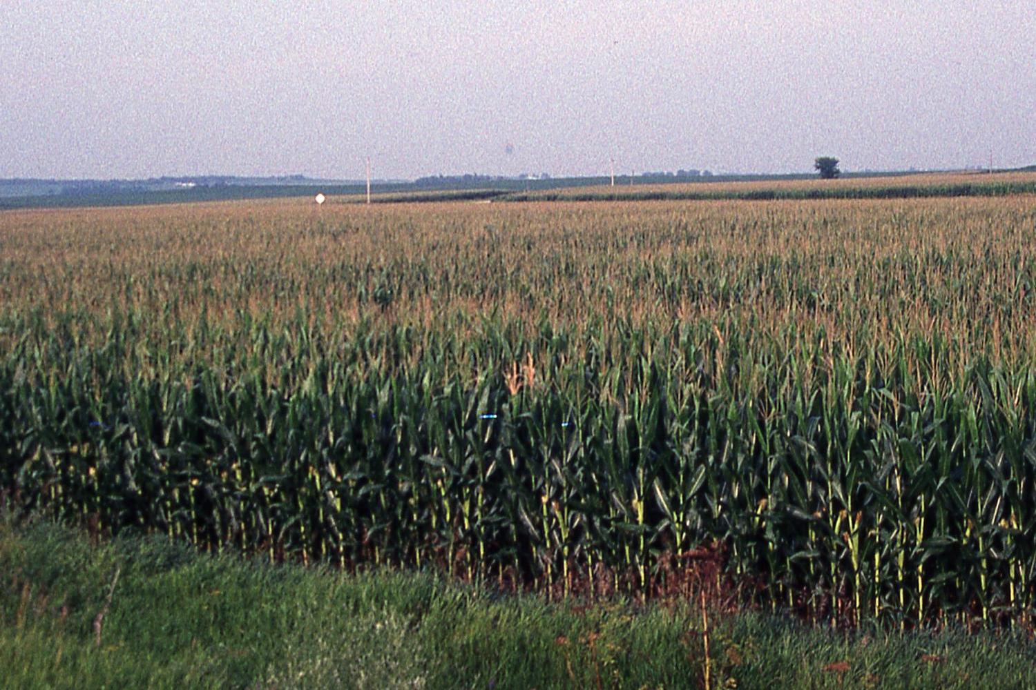 Late-season Iowa corn field.