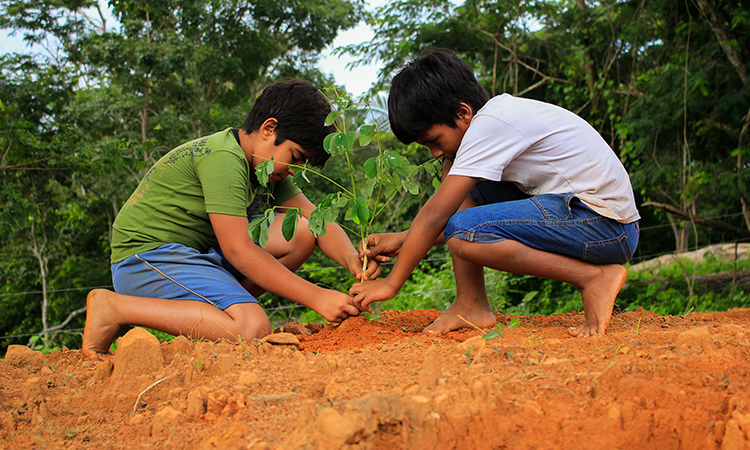 two boys planting a tree in brown soil