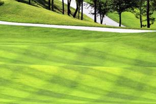turfgrass on golf course