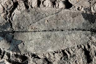 This fossil leaf of a Kapur Paya tree (Dryobalanops rappa) from Brunei is the first fossil record of an endangered tropical tree species.
