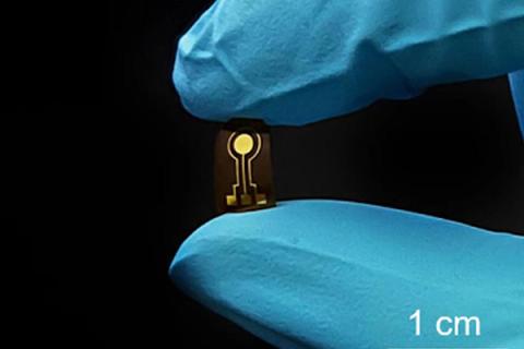 Researchers developed a flexible, implantable sensor that can continuously monitor nitric oxide in the knee of a rabbit.