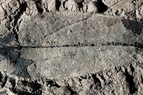 This fossil leaf of a Kapur Paya tree (Dryobalanops rappa) from Brunei is the first fossil record of an endangered tropical tree species.