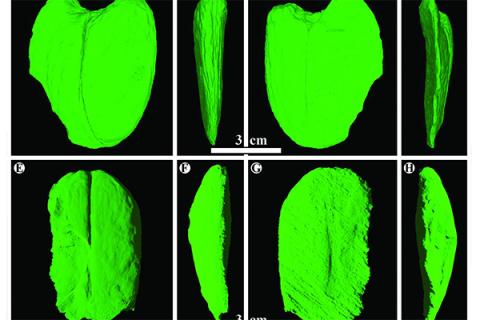 Scans of the a giant fossil legume