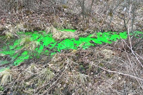 Water running into Black Moshannon Creek turned bright green during a mock spill event.