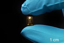 Researchers developed a flexible, implantable sensor that can continuously monitor nitric oxide in the knee of a rabbit.