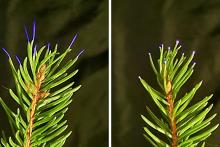 Weak electrical discharges, called corona, can form on tree leaves during thunderstorms