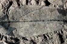 This fossil leaf of a Kapur Paya tree (Dryobalanops rappa) from Brunei is the first fossil record of an endangered tropical tree species.