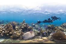 Filming Glovers Reef for the documentary "Chasing Coral."