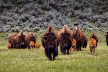 Bison herd