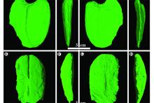 Scans of the a giant fossil legume
