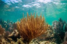 Coral