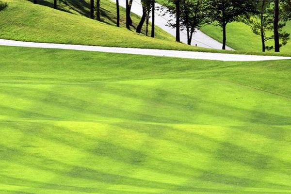 turfgrass on golf course