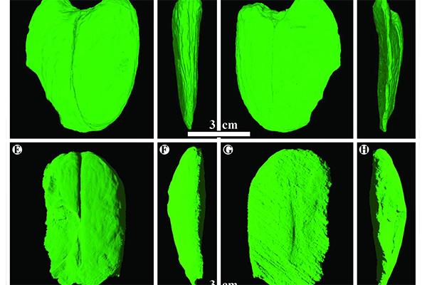 Scans of the a giant fossil legume