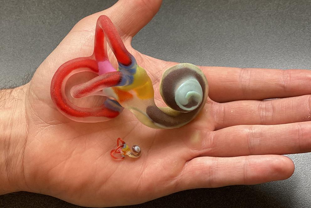 A life-size and an enlarged 3D-printed model are shown here