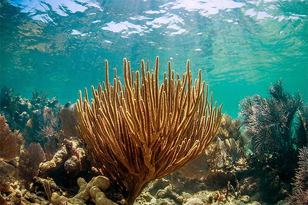Coral